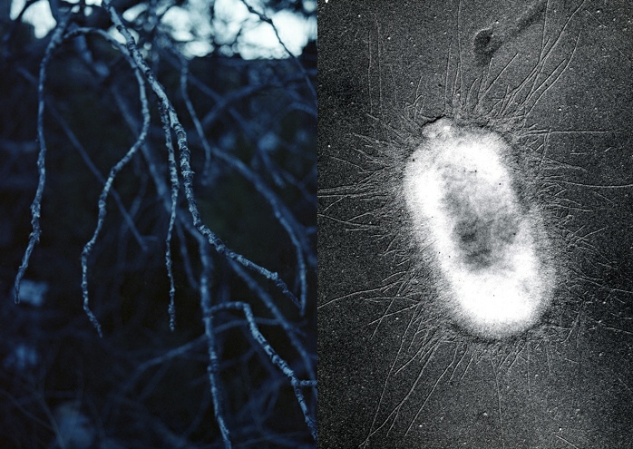 Zoé Chauvet, Morphology of Life, 2026, © Adagp, Paris, 2026