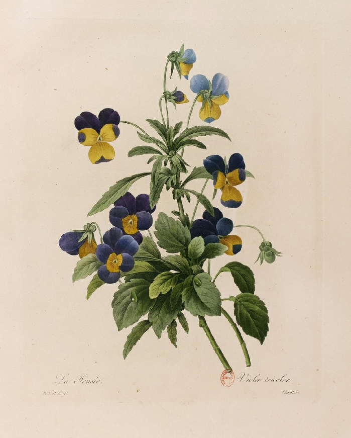 Pierre-Joseph Redouté, Pensée sauvage (Viola Tricolor), 1827. Source : gallica.bnf.fr / Bibliothèque nationale de France
