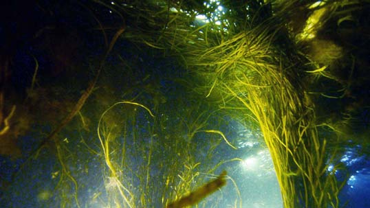 Yann Kersalé, Les prairies de la mer, Océanopolis, Finistère