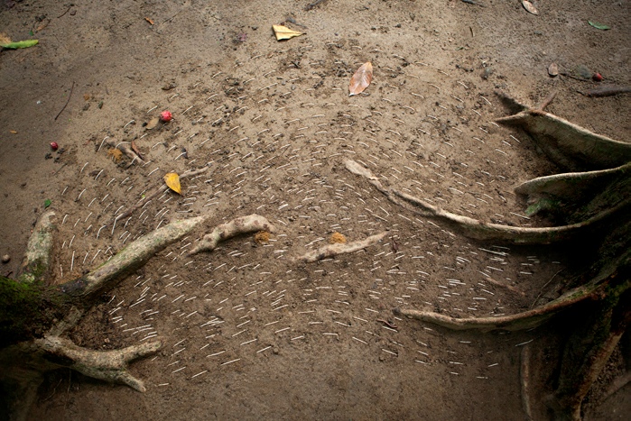 Maria Laet, Terra (Parque Lage), 2015. inkjet print on cotton paper - 53 x 80 cm. Edition of 8 + 2AP 