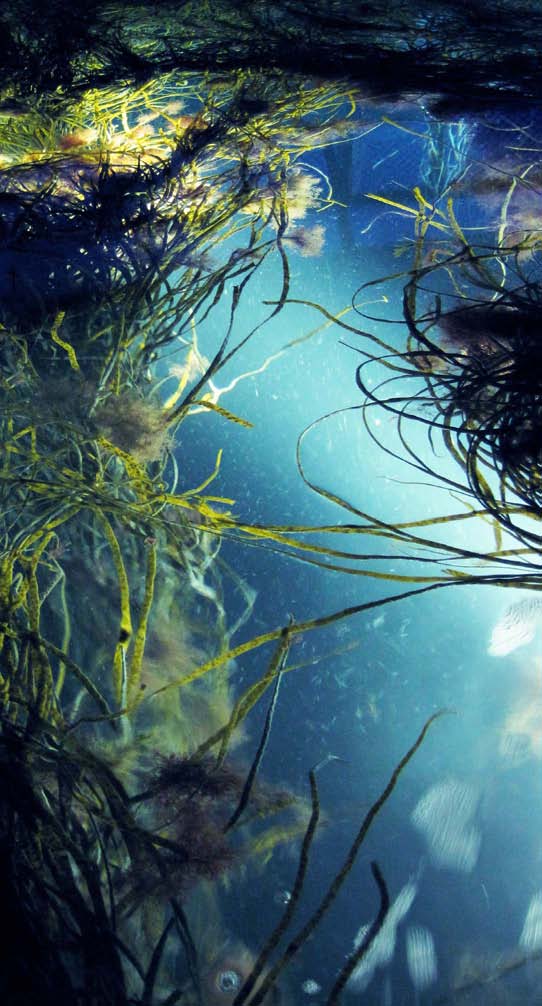 Yann Kersalé, Les prairies de la mer, Océanopolis, Finistère