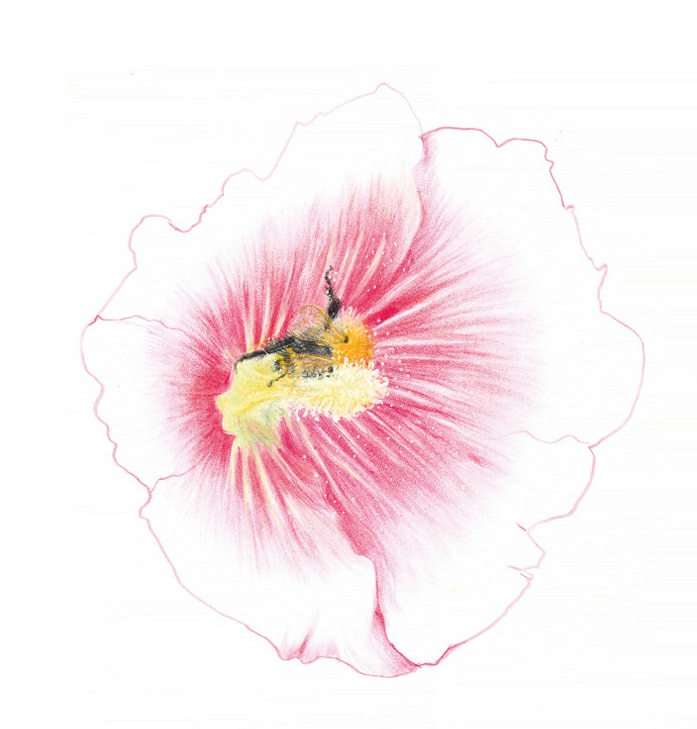 Lise Duclaux, un bourdon des champs dans une rose trémière, bombes pascuorum, alcea rosea, 2024. © Lise Duclaux. Courtesy de l’artiste et Annie Gentils Gallery.