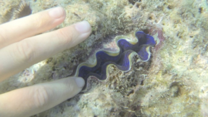 Ingela Ihrman, The Inner Ocean (still), 2017. Under water video recording. Courtesy Ingela Ihrman. 