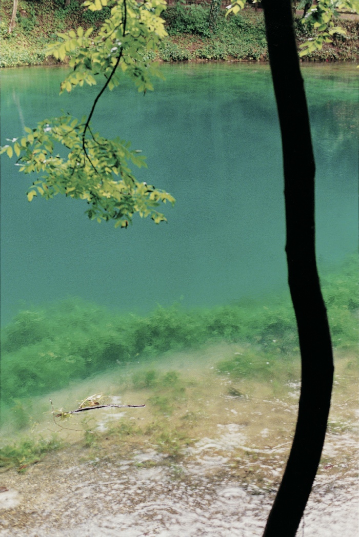 Wolfgang Tillmans, Blautopf, Baum, 2001. Courtesy Galerie Buchholz, Berlin/Cologne; Maureen Paley, London; David Zwirner, New York.